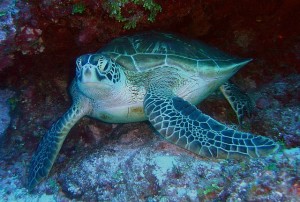 green-sea-turtle-79945_640