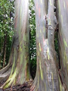 Rainbow eucalyptus trees on road to Hana